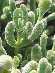 Drosanthemum hispidum