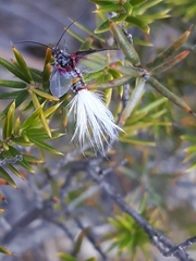 Callipappus australis