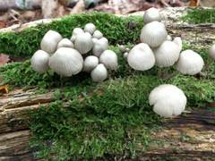 Mycena arcangeliana