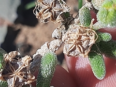 Drosanthemum hispidum