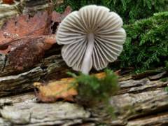 Mycena arcangeliana