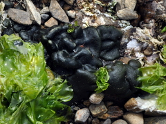 Codium convolutum