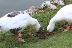 Anser anser domesticus