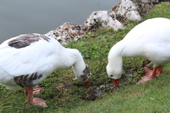 Anser anser domesticus