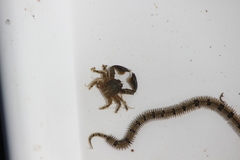 Petrolisthes cabrilloi