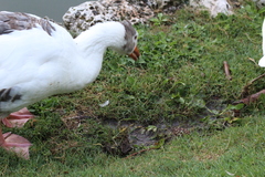 Anser anser domesticus