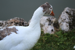 Anser anser domesticus