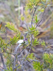 Callipappus australis