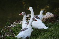 Anser anser domesticus