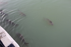 Cyprinus carpio carpio