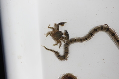 Petrolisthes cabrilloi
