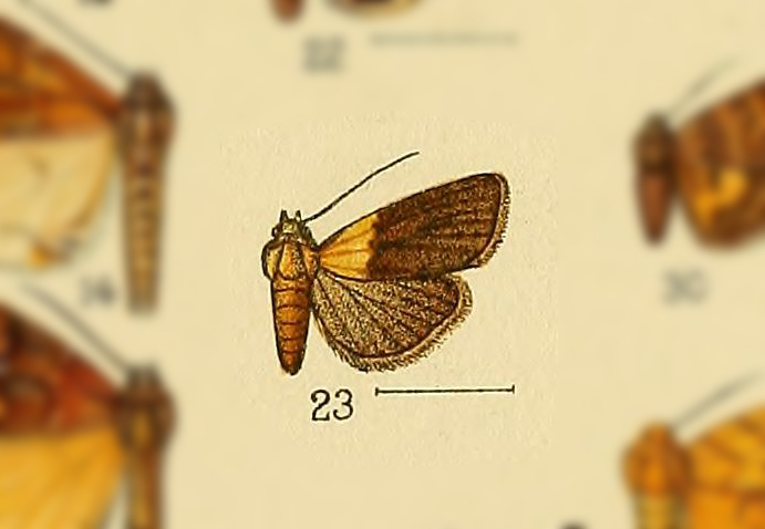 Micrapatetis flavipars