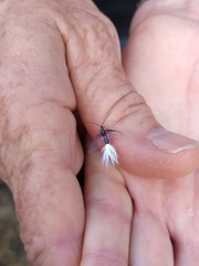 Callipappus australis