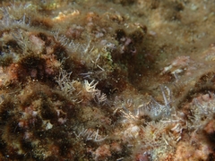 Tricleocarpa fragilis