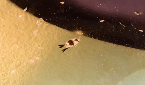 Representative image of Candaciidae