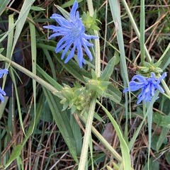 Cichorium intybus intybus