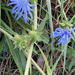 Cichorium intybus intybus