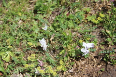 Astragalus kazbeki