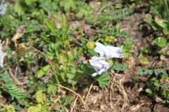 Astragalus kazbeki