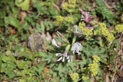 Astragalus kazbeki