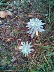 Euphorbia glauca