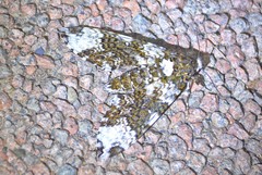 Manduca albiplaga