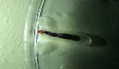 Cuvierina columnella