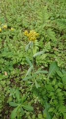 Pseudognaphalium affine
