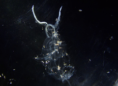 Cyclosalpa bakeri