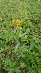 Pseudognaphalium affine