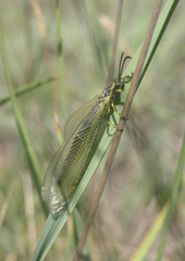 Deutoleon lineatus
