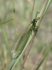 Deutoleon lineatus