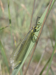 Deutoleon lineatus
