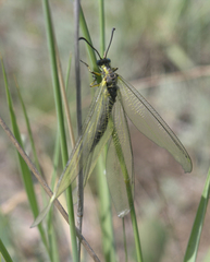 Deutoleon lineatus