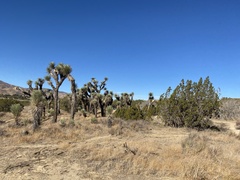 Yucca brevifolia