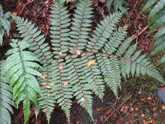 Cyathea colensoi