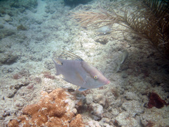 Lachnolaimus maximus