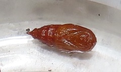 Petovia marginata