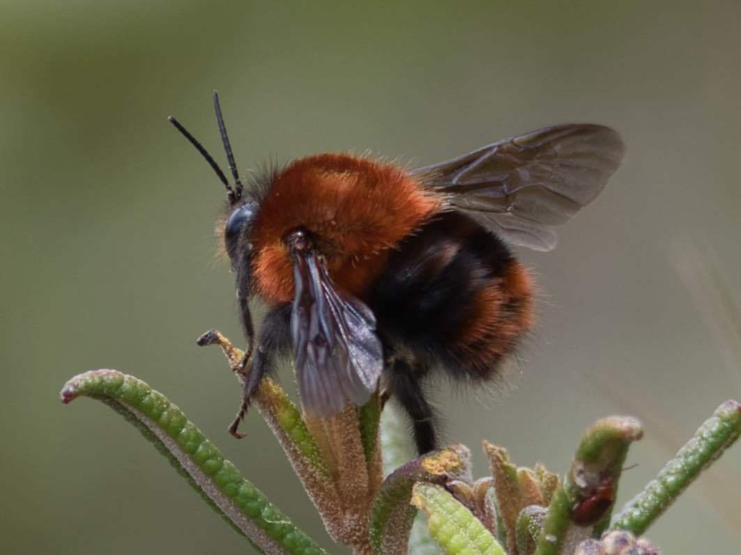 Bombus image