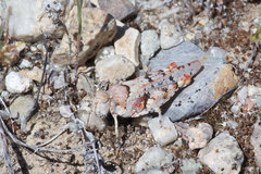 Cibolacris parviceps