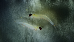 Nematoscelis megalops