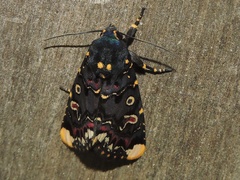 Polytela gloriosae