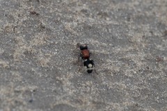 Ronisia marocana
