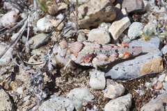 Cibolacris parviceps