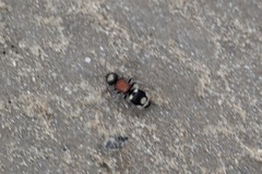 Ronisia marocana
