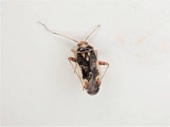 Diomocoris