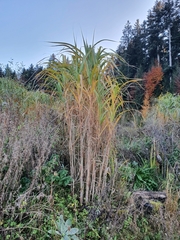 Miscanthus × longiberbis