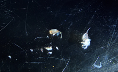 Paraeuchaeta