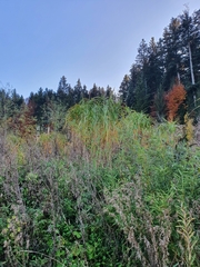 Miscanthus × longiberbis