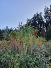 Miscanthus × longiberbis
